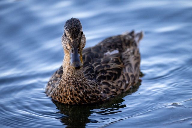 duck-8222610_1280